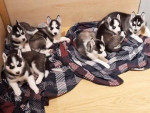 Husky puppies