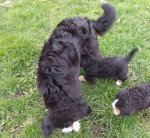 Bernese Mountain Dog Puppies Boys and girls available