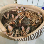 TICA Bengal Kittens