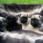 Quality Pug Puppies For Sale