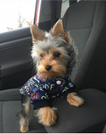 Adorable Yorkie puppy