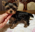 Yorkies puppies for adoption