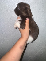 Imperial shih Tzu