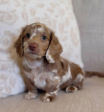 Dachshund puppy for sale