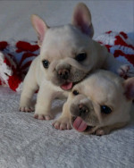 French bulldog puppies 🐶 available looking for new owners