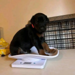 Purebreed Doberman pinscher puppies 🐶