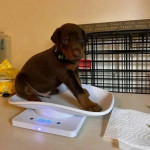 Purebreed Doberman pinscher puppies 🐶