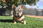 #French #Bulldogs or #Frenchies #puppies available