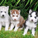 Male and female Siberian huskies for sale.  ( michellesiberianhuskies.com)
