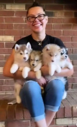 Male and female Siberian huskies for sale.  ( michellesiberianhuskies.com)