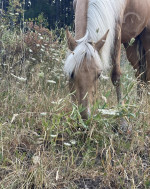 Adorable horse looking for a new home