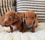 Adorable male and female miniature Dachshund puppies