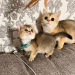 Scottish Fold kittens for sale