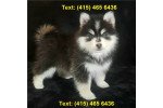 Pomsky And Husky Puppies