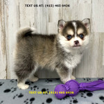 Pomsky And Husky Puppies