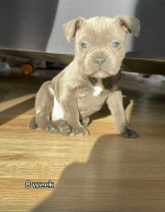 8 weeks old, 12 month vet guarantee!