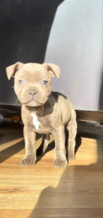 8 weeks old, 12 month vet guarantee!