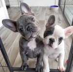 FRENCH BULLDOG PUPPIES