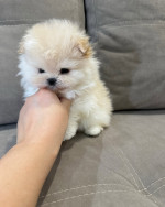Super cute and healthy Pomeranian Puppies available for a new home.