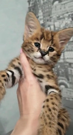 SWEET SAVANNAH SERVAL & CARACAL KITTENS READY