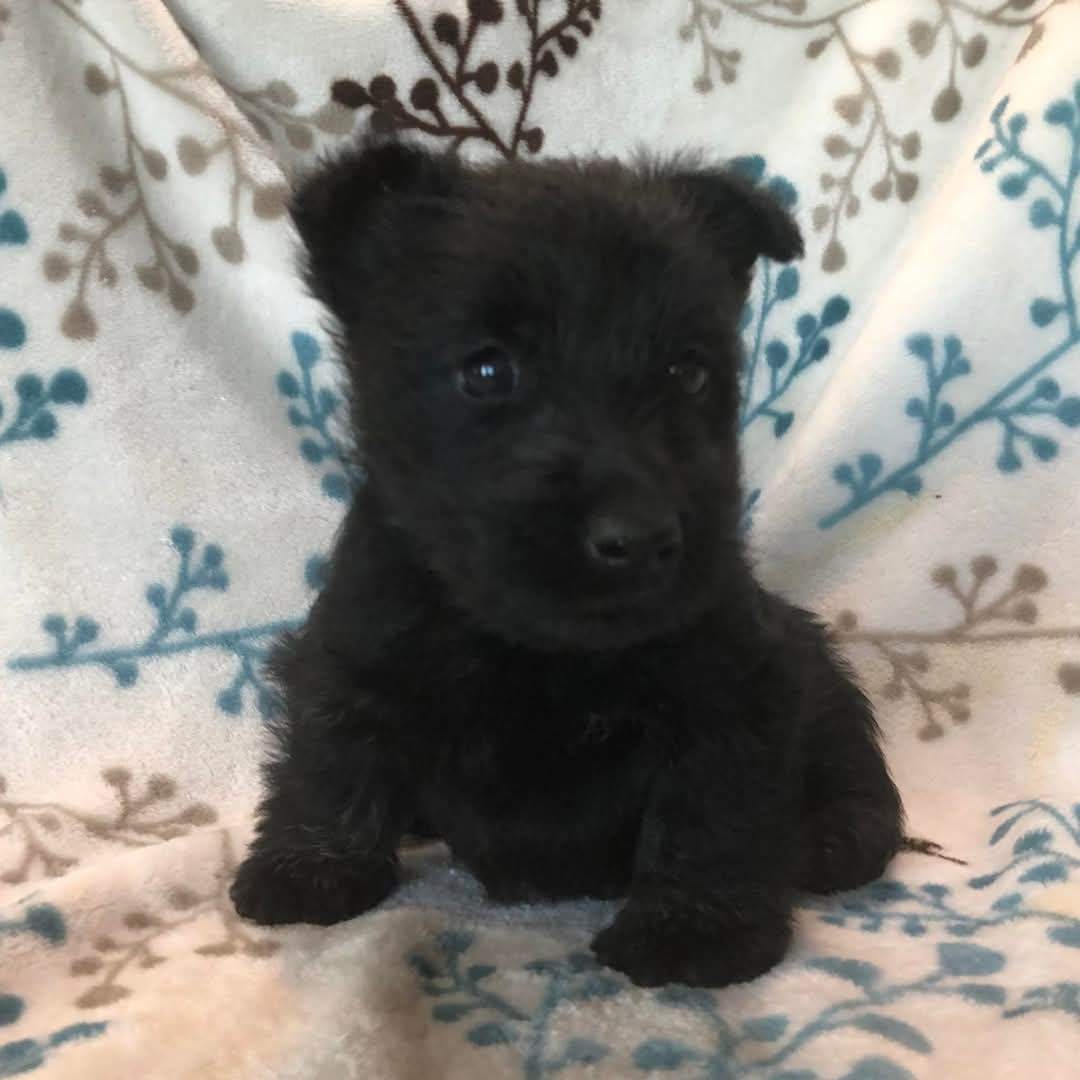 Scottish terrier puppies for adoption