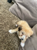 Maltipoo Regular Size