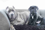 Vfxz Adorable Cane Corso Mastiff