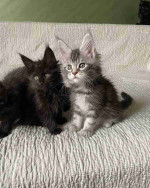 Fluffy Maine coon kittens Male and Female