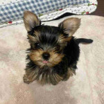 Female Yorkie Puppy in need of a new Home