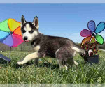 Siberian husky puppies for sale
