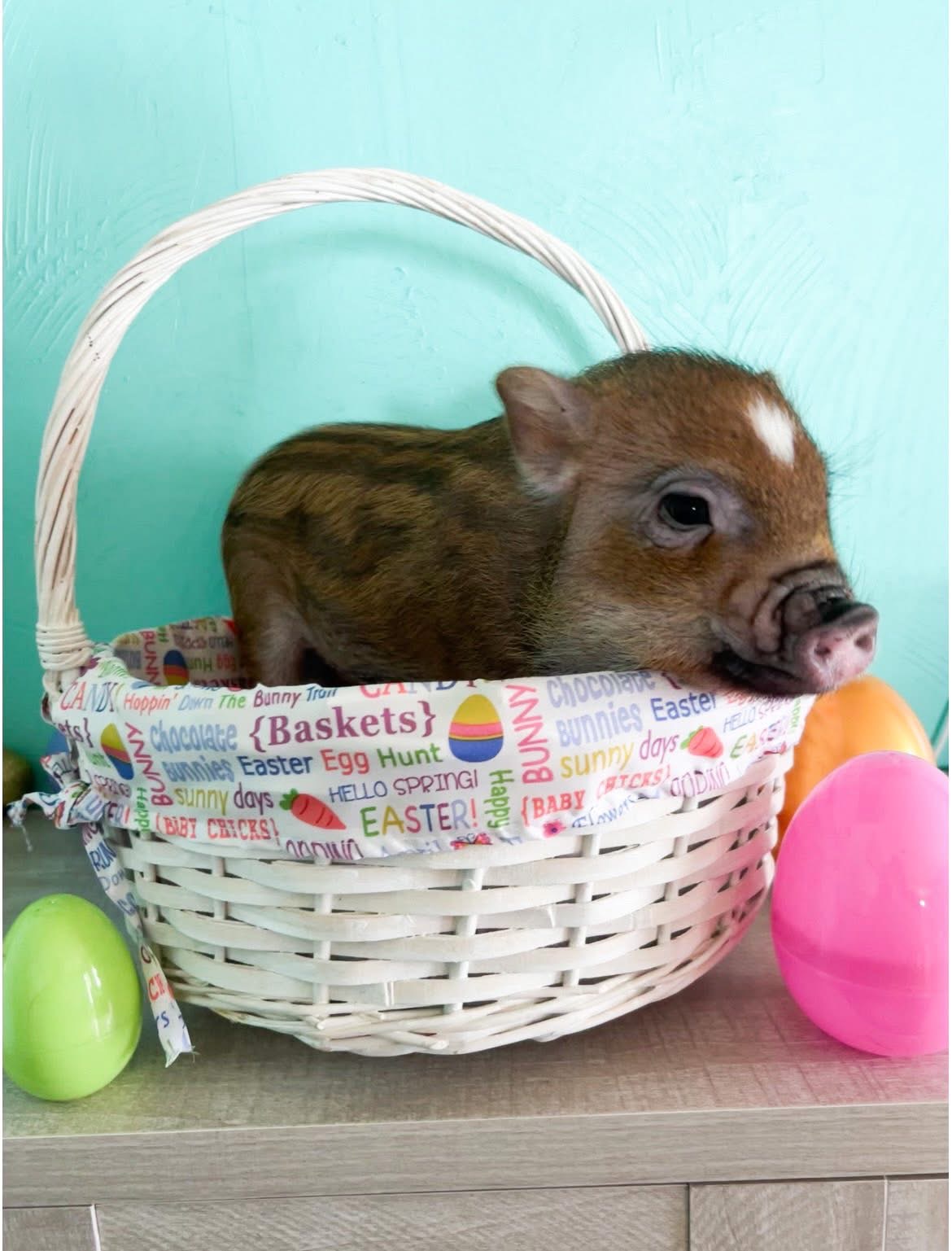 Adorable mini piggy for sale