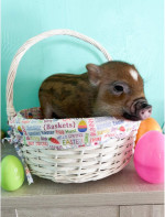 Adorable mini piggy for sale