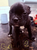 Frenchton puppies