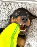 Amazing Rottweiler puppies