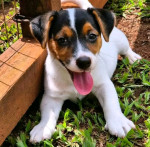 Jack Russell dogs and puppies for sale