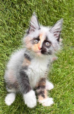 Maine Coon Kitten