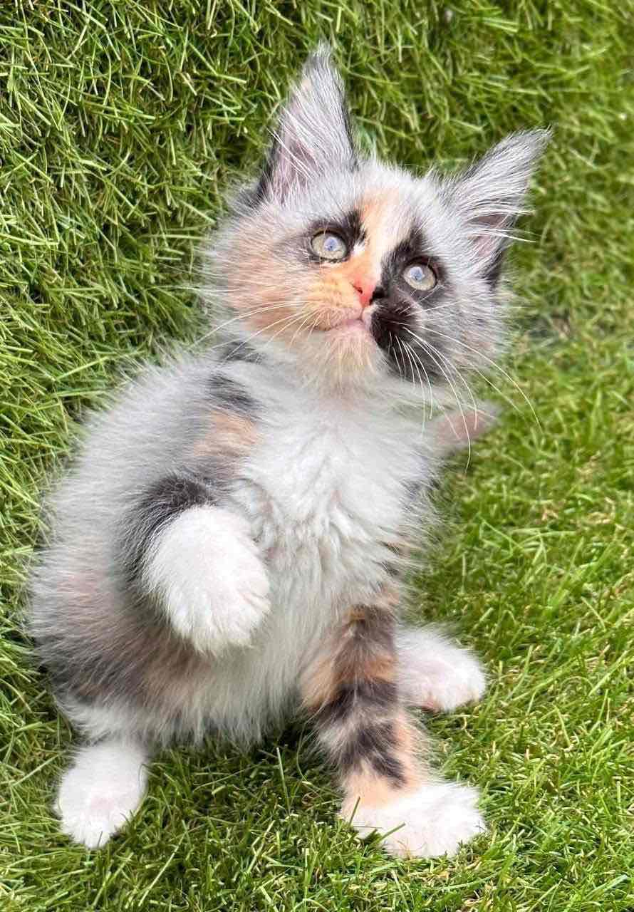 Maine Coon Kitten