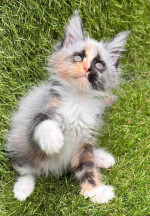 Maine Coon Kitten