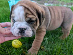 English bulldogs