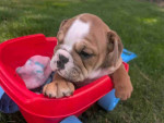 English bulldogs