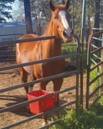 Beautiful mare looking for a new family