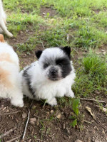 Lovely Pomeranian puppies Available