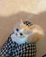 Mixed breed Maine coon and tabby cat