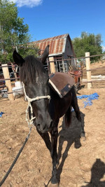 Confusion Range Mustang – Project Mare for Experienced Home