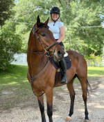 ⭐️ 2021 OTTB Gelding – Tall, Talented & Trainable Prospect ⭐️