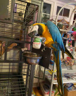 Male and Female Blue and Gold Color Macaw Parrots