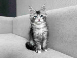 Adorable maine coon kitten