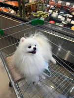 Pomeranian Puppies for Adoption
