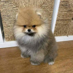 Pomeranian Puppies for Adoption