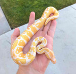 Albino pied ballpython